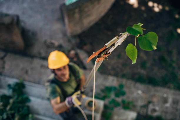 Best Emergency Tree Removal  in Winter Springs, FL