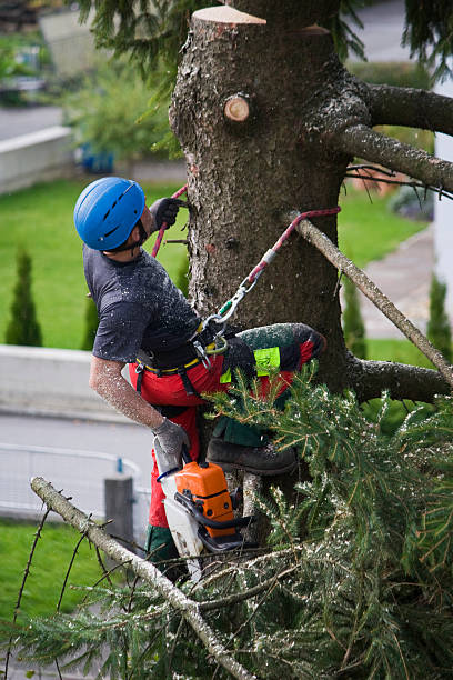 Best Lawn Maintenance Plans  in Winter Springs, FL